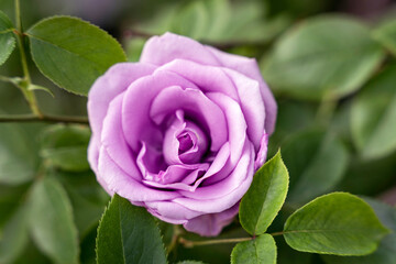 Lilac pink single rose flower, top view, green leaves bg