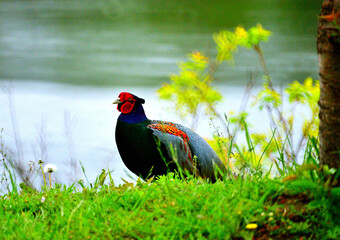 恋するキジです
