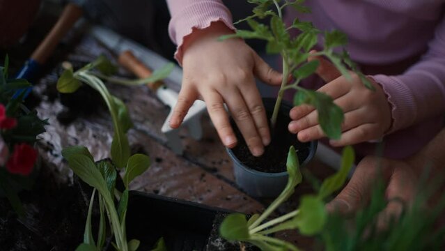 Close-up of ittle girl planting tomato plant to pot, home gardening concept
