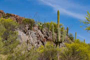 Saguaro Forest Lanscape in Arizona