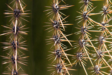Saguaro Cactus Needle Detail
