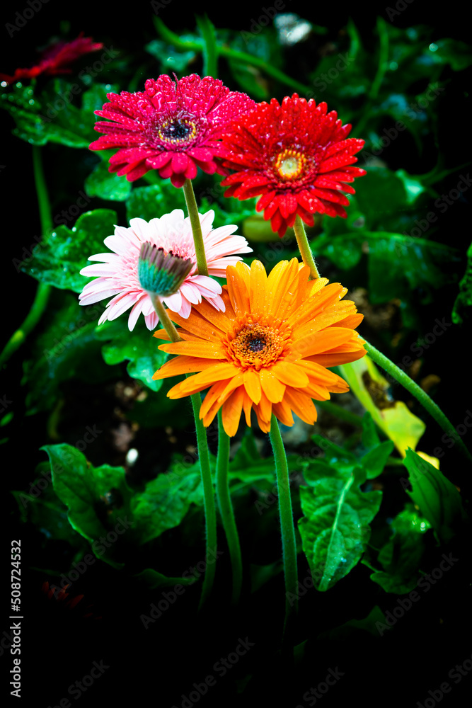 Sticker Gerbera flowers with water drop in garden