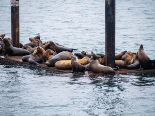 Sea Lions Hanging Out on Docks in Morro Bay
