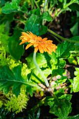 Gerbera flowers with water drop in garden