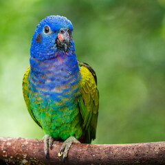 Blue-headed Parrot (Pionus menstruus). Beautiful blue-headed parrot perched quietly on a tree