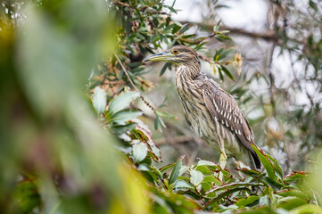 Black crowned night heron (Nycticorax Nycticorax). Juvenile bird hiding in the branches of a tree