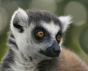 Close Up of Ring-tailed lemur(Lemur catta). Portrait cute long-tailed lemur. The head of a lemur, attentively observing the facial expression from anfas.