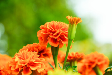 marigold flower in garden on bokeh natural beautiful background.