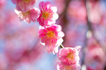 梅の花