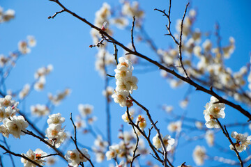 梅の花