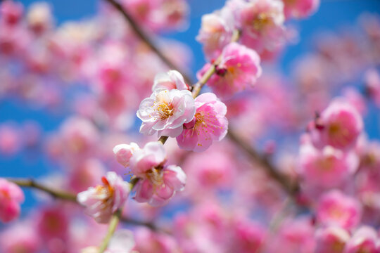 梅の花 © Yukari