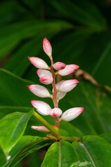 Sydney Australia, stem with buds of a alpina zerumbet or shell ginger