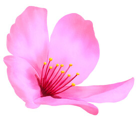 Cherry blossom watercolor hand drawn. illustration of sakura flower for spring greeting card, botanical illustration.
