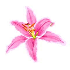 Lily watercolor hand drawn. illustration of lily flower for spring greeting card, botanical illustration.