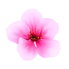 Cherry blossom watercolor hand drawn. illustration of sakura flower for spring greeting card, botanical illustration.