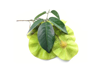 Isolated fresh seeds of pterocarpus macrocarpus plant on white background. Soft and selective focus.