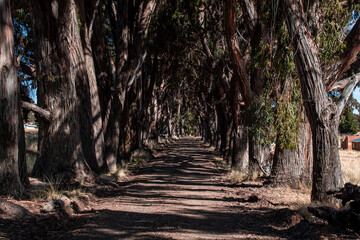 path with trees, path of life. Road surrounded by eucalyptus trees, robust trees, perspective of trees and road.