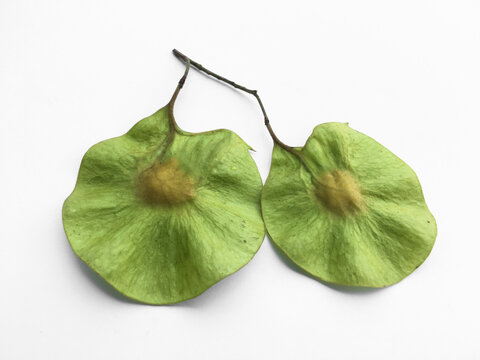 Isolated fresh seeds of pterocarpus macrocarpus plant on white background. Soft and selective focus.