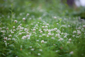 clover flower in meadow
