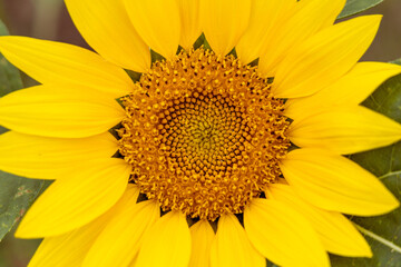 ひまわりのクローズアップ