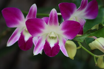 Fototapeta na wymiar Cambodia. Dendrobium nobile, commonly known as the noble dendrobium, is a member of the family Orchidaceae. It has become a popular cultivated decorative house plant.