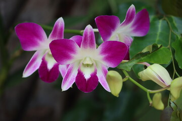 Cambodia. Dendrobium nobile, commonly known as the noble dendrobium, is a member of the family...