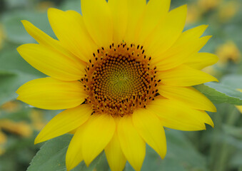 ふんわりとした向日葵