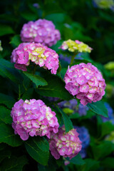紫陽花