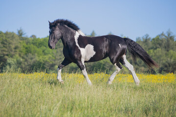 Beautiful, powerful black and white horse in field with flowers 