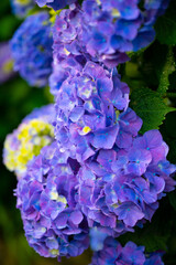 紫陽花