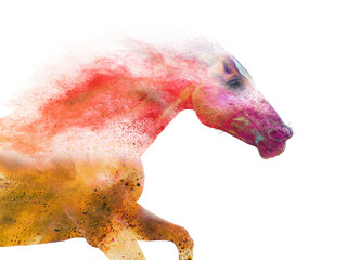 chestnut, galloping, powder, artistic, white background, horse, equine