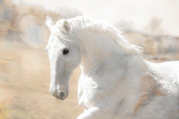 White gelding in field, heavenly, cantering, close-up, head, beautiful - obrazy, fototapety, plakaty