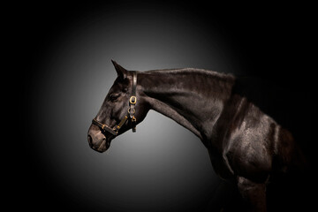 Obraz na płótnie Canvas Black horse, bay horse, black, grey background, portrait, halter, beautiful, 