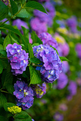 紫陽花