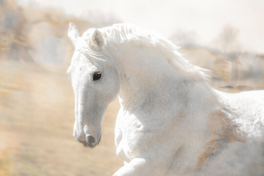 Animals. Horse. The face of a beautiful white horse in a bridle with a  silver ornament and women's hands Stock Photo