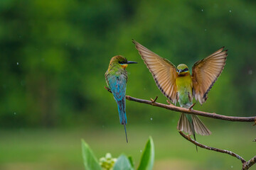 Pair of Beautiful Blue-tailed bee-eater (Merops philippinus) on the dry branches above the meadow, Phetchaburi Thailand.