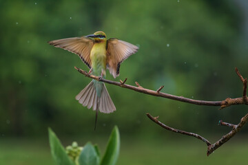 Pair of Beautiful Blue-tailed bee-eater (Merops philippinus) on the dry branches above the meadow, Phetchaburi Thailand.