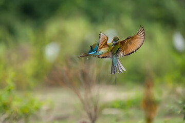 Blue-cheeked bee-eater (Merops persicus) in Thailand