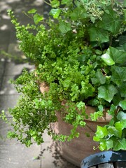 Tokyo central Marunouchi district street bench with florals and plants, year 2022 June 4th sunny Saturday
