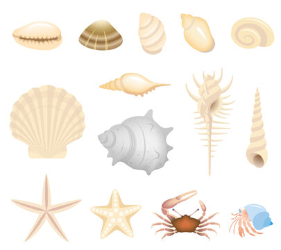 貝殻と海辺の生き物