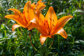 Obraz premium オレンジの綺麗な百合