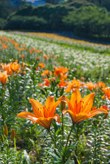 オレンジの綺麗な百合