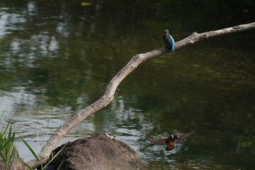 kingfisher in a river