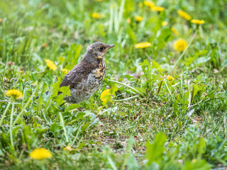 A fieldfare chick, Turdus pilaris, has left the nest and sitting on the spring lawn. A fieldfare...