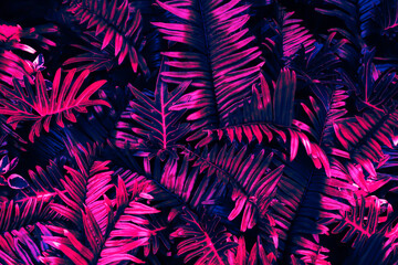 closeup of tropical leaf background