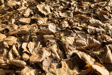 pile of dry leaves background