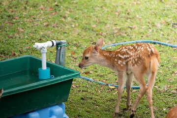 Fawns gather at a water fountain open to the public in Nara's deer park.
