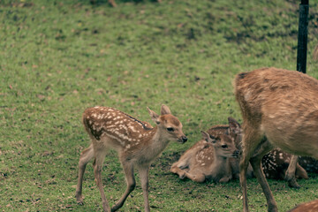 Naklejka na ściany i meble Fawns open to the public in Nara's deer park