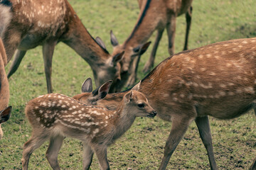 Parent and child deer on public display at Nara's deer park