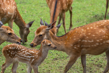 Parent and child deer on public display at Nara's deer park